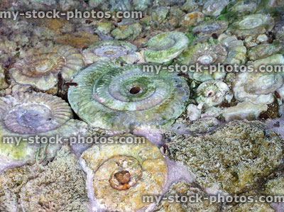 Stock image of Ammonite fossils found at Bowood Gardens, Devizes ,Wiltshire