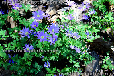 Stock image of spring purple Anemone Blanda flowers in woodland garden