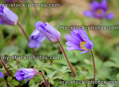 Stock image of purple Anemone Blanda flowers in the spring (close up)