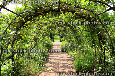 Stock image of metal pergola garden archway tunnel, espalier apple trees, grape vines