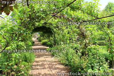 Stock image of metal pergola garden archway tunnel, espalier apple trees, grape vines