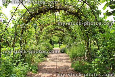 Stock image of metal pergola garden archway tunnel, block paved brick pathway, grape vines