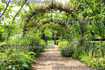 Stock image of metal pergola arch, espalier apple trees, grape vines, brick pathway