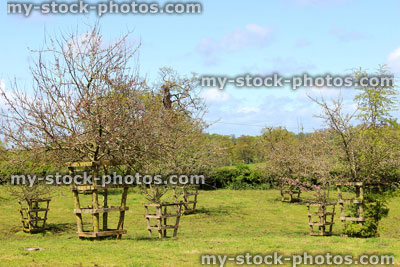 Stock image of cider apple orchard garden in the spring, with blue sky