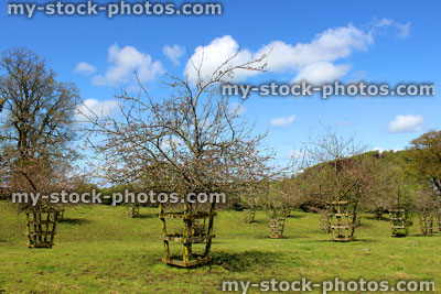 Stock image of cider apple orchard garden in the spring, with blue sky