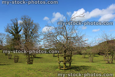 Stock image of cider apple orchard garden in the spring, with flowers