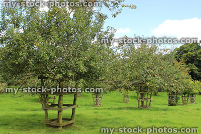 Stock image of cider apple orchard garden in the summer, with blue sky