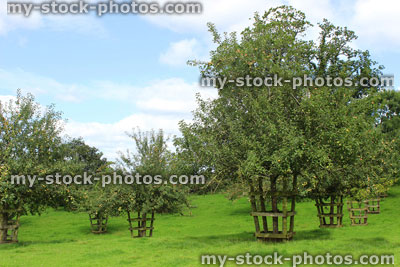 Stock image of cider apple orchard garden in the summer, with blue sky
