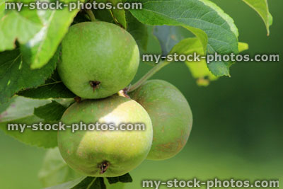 Stock image of apples on tree, ripening in sunshine, blurred background