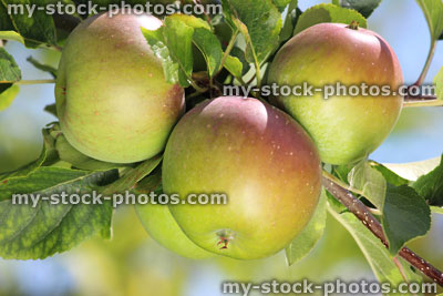 Stock image of organic apples on apple tree, ripening in sunshine, orchard garden