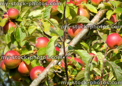 Stock image of red apples on apple tree, ripening in sunshine