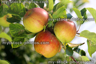 Stock image of organic apples on apple tree, ripening in sunshine, orchard garden