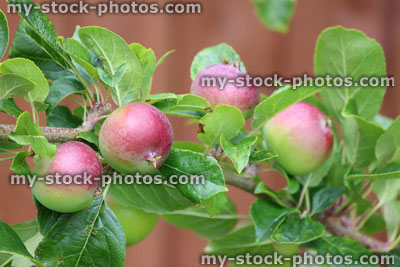 Stock image of red apples on apple tree, ripening in sunshine