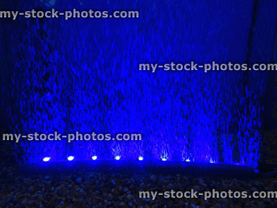 Stock image of aquarium fish tank with bubble wall air stone / blue lights