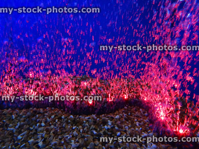 Stock image of aquarium fish tank with bubble wall air stone / red lights