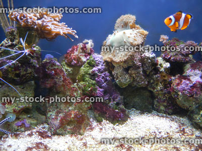 Stock image of orange and white clown fish in marine aquarium<br />

