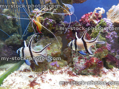 Stock image of captive bred Banggai Cardinal fish / Longfin Cardinalfish, marine aquarium tank, black and white