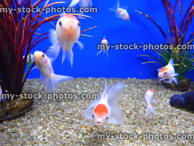 Stock image of young red cap orandas, red and white fantail goldfish, fancy goldfish