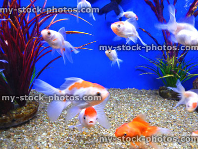 Stock image of young red cap orandas, red and white fantail goldfish, fancy goldfish