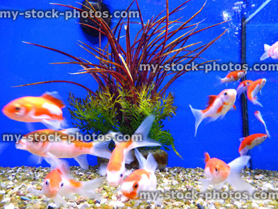 Stock image of young red and white goldfish / comets in coldwater, freshwater glass aquarium tank