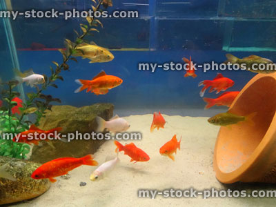 Stock image of red, white, brown goldfish / comets, coldwater, freshwater aquarium fish tank