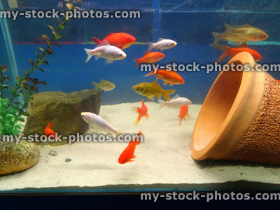 Stock image of red, white, brown goldfish / comets, coldwater, freshwater aquarium fish tank