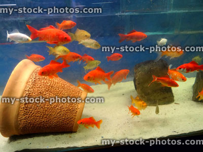 Stock image of red, white, brown goldfish / comets, coldwater, freshwater aquarium fish tank