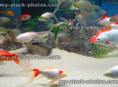Stock image of red, white, brown goldfish / comets, coldwater, freshwater aquarium fish tank