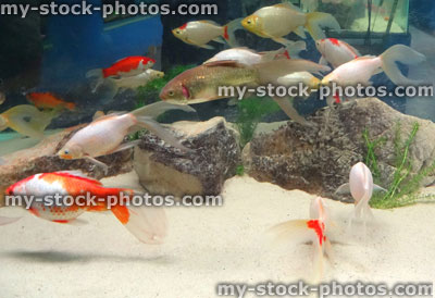 Stock image of red, white, brown goldfish / comets, coldwater, freshwater aquarium fish tank