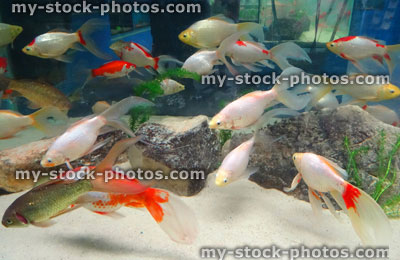 Stock image of red, white, brown goldfish / comets, coldwater, freshwater aquarium fish tank