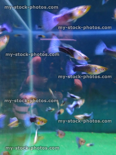 Stock image of tropical fish tank aquarium, blue tail guppies / male guppy