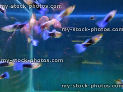 Stock image of tropical fish tank aquarium, blue tail guppies / male guppy