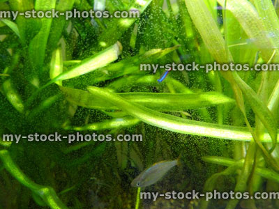 Stock image of dirty tropical fish tank aquarium, overgrown plants, algae on glass