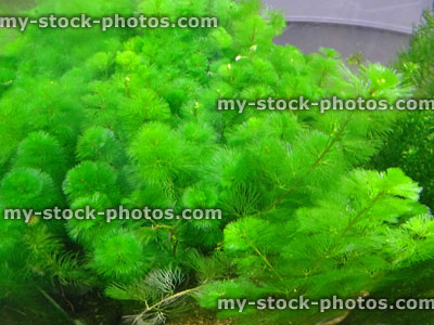 Stock image of feathery green freshwater aquarium plant / pondweed, Carolina Fanwort (Cabomba), fish tank