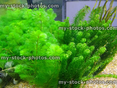 Stock image of freshwater aquarium plant, Carolina Fanwort (Cabomba) / Canadian pondweed (Elodea), fish tank