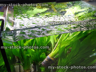 Stock image of tropical aquarium fish tank plants, Amazon Sword Plant (Echinodorus amazonicus)