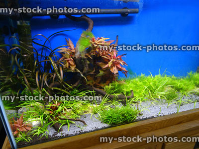 Stock image of planted freshwater tropical aquarium, landscaped with plants / pondweed