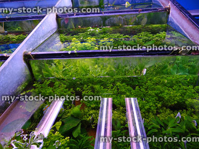 Stock image of aquarium plants growing in fish tanks at pet-shop