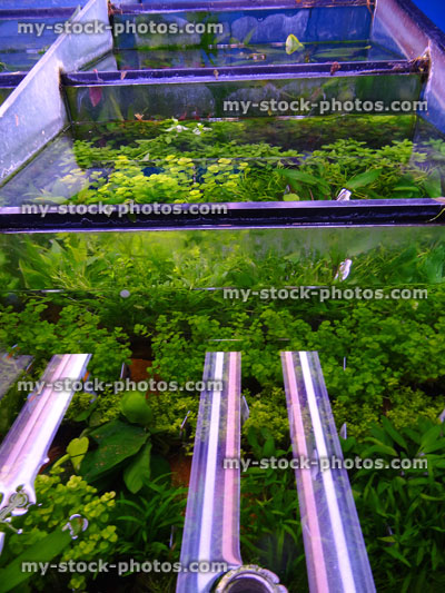 Stock image of aquatic plants growing in aquariums / fish tanks at-pet-shop