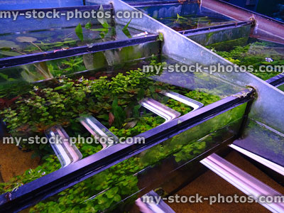Stock image of pet shop growing green aquarium plants / glass fish-tanks