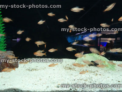 Stock image of tropical fish tank aquarium, rosy fin tetra (Hyphessobrycon rosaceus)
