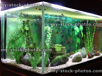 Stock image of tropical aquarium fish tank with snails, duckweed, plastic-plants