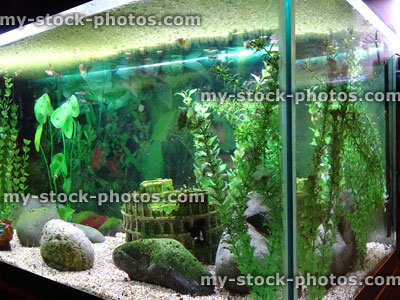 Stock image of aquarium / tropical fish tank with guppies, plastic plants
