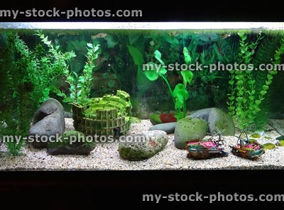 Stock image of tropical aquarium fish tank with snails, shipwreck, ornaments