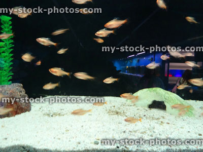 Stock image of tropical fish tank aquarium, rosy fin tetra (Hyphessobrycon rosaceus)