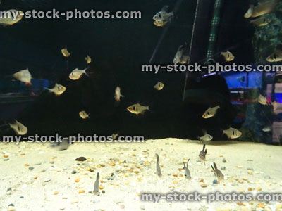 Stock image of tropical fish tank aquarium, black phantom tetra (Hyphessobrycon megalopterus)