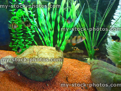 Stock image of tropical aquarium fish tank, plastic plants, gravel, tiger barbs