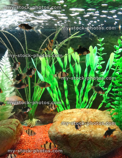 Stock image of tropical aquarium fish tank, plastic plants, gravel, tiger barbs