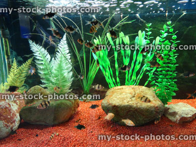 Stock image of tropical aquarium fish tank, plastic plants, gravel, tiger barbs