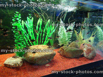 Stock image of tropical aquarium fish tank, plastic plants, gravel, tiger barbs